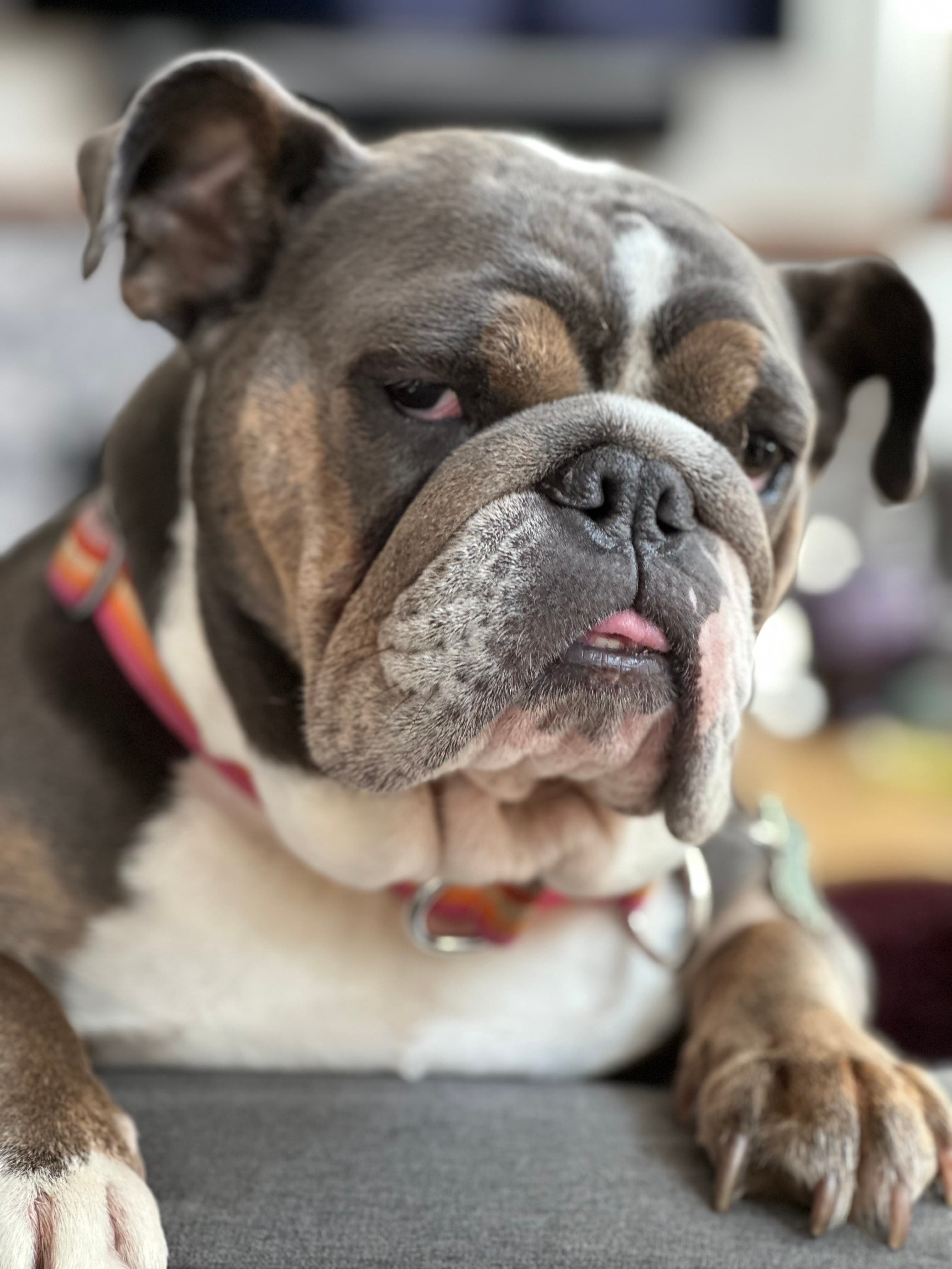 Lily, the beloved bulldog who inspired Hippo Polka